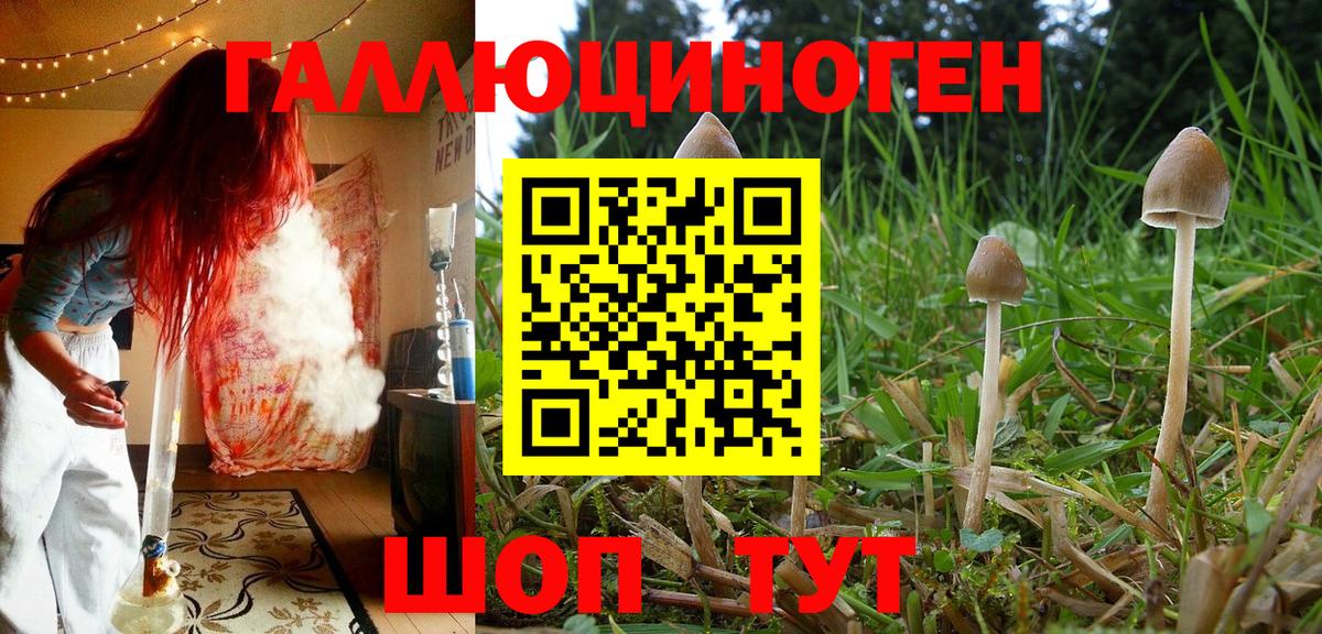 Галлюциногенные грибы Psilocybe  Вход с VPN  Котовск 